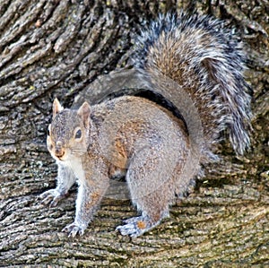 Male Gray Squirrel