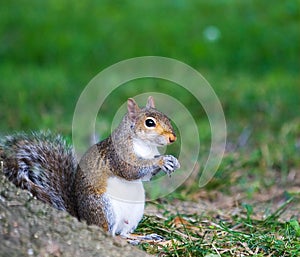 Male Gray Squirrel