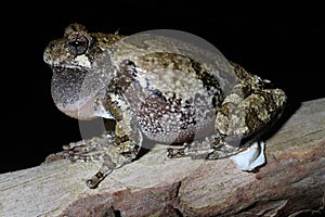 Male Gray Treefrog (Hyla versicolor)