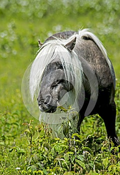 Male Gray wild pony of Grayson Highlands looking through his long mane.