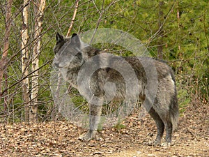 Masculino gris Lobo 