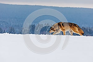 Male gray wolf Canis lupus looking for footprints in the wild in the snow
