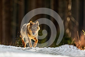 Male gray wolf Canis lupus nice portrait in winter forest with light from behind