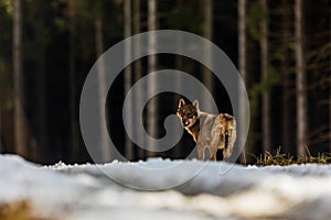 Male gray wolf Canis lupus one last look back before disappearing into the forest