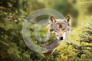 Male gray wolf Canis lupus peeks carefully out from behind the tree, he is very timid