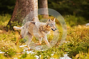 male gray wolf (Canis lupus) running away