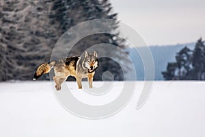 male gray wolf (Canis lupus) in the snowy wilderness