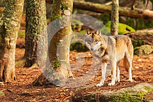 male gray wolf (Canis lupus) watches us in surprise