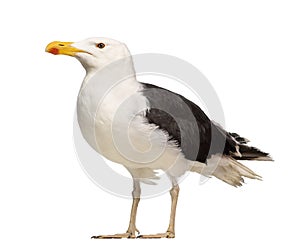 Male Great Black-backed Gull, Larus marinus, against white background photo