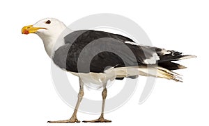 Male Great Black-backed Gull, Larus marinus photo