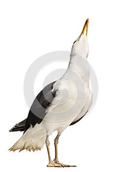 Male Great Black-backed Gull looking up, Larus marinus