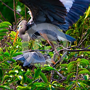 Male Great Blue Heron Mounting his Mate