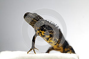 Male great crested newt adult endangered amphibian