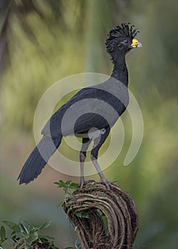 Male Great Curassow, Costa Rica