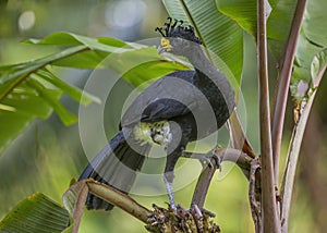 Male Great Curassow Crax rubra, Costa Rica