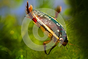 Male of great diving beetle, Dytiscus marginalis, wide-spread freshwater predator insect rest balancing