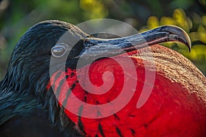 Male Great frigate bird with inflated gula courting Genovesa Island, Galapagos