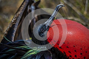 Male Great Frigatebird displays with inflated gular pouch, Genovesa island, Galapagos