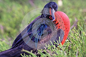 Male Great Frigatebird (Fregata minor) grooming