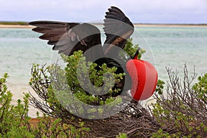 Male great frigatebird during mating dancing ritual