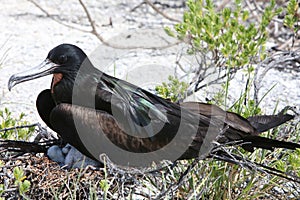 Male great frigatebird with a newly born chick