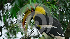 male great hornbill feed his mate