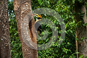 Male Great Hornbill feeding the female at the nest cavity