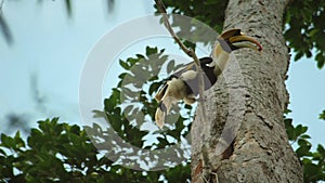 Male Great hornbill feeding his chick and female in hole nest