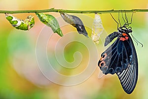 Male Great Mormon Papilio memnon butterfly life cycle