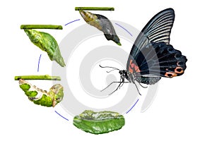 Male Great Mormon Papilio memnon butterfly life cycle
