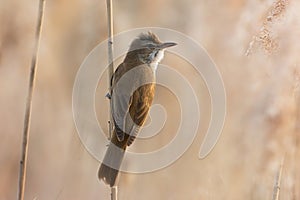 male great reed warbler