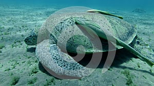 Male great sea turtle eats sea grass on a sandy bottom, on the turtle there are two sticky fish. Green Sea Turtle, Chelonia mydas