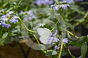 Male Great Southern White Butterfly