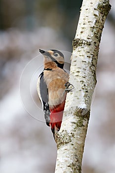 Male great-spotted Male great-spotted woodpecker Dendrocopos major.woodpecker