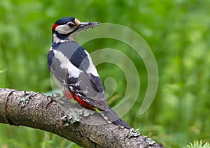 Male Great spotted woodpecker back view with catch of insects and other food for his youngs