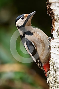 Male great-spotted woodpecker Dendrocopos major