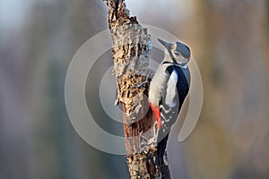 Male great-spotted woodpecker, Dendrocopos major