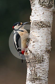Male great-spotted woodpecker Dendrocopos major.