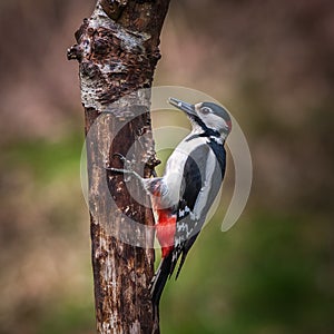 Male Great Spotted Woodpecker Dendrocopos major