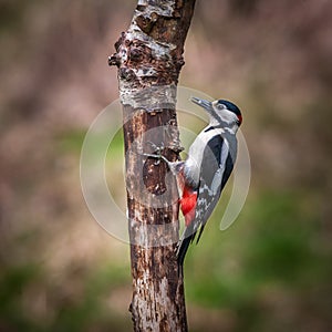 Male Great Spotted Woodpecker Dendrocopos major