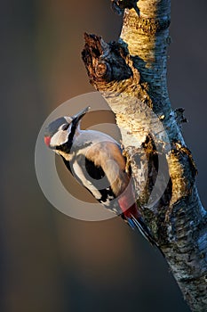 Male great-spotted woodpecker Dendrocopos major at sunset