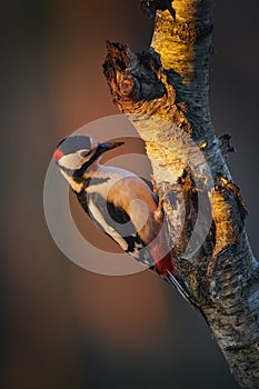 Male great-spotted woodpecker Dendrocopos major at sunset