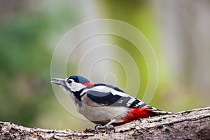 Male Great Spotted Woodpecker / Dendrocopos major on a tree