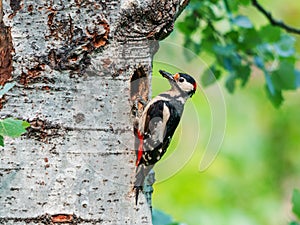 Male great spotted woodpecker at the entrance of its nest with food