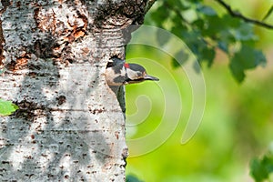 Male great spotted woodpecker exiting the nest