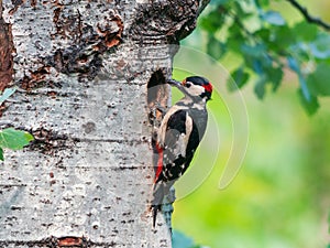 Male great spotted woodpecker in front of its nest carrying food