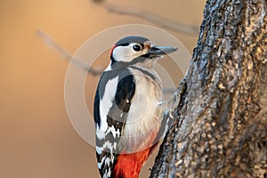 A male great spotted woodpecker sitting on a tree trunk