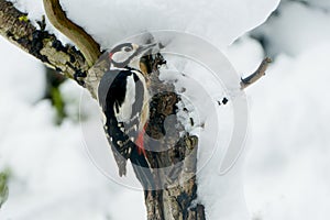 Male Great spotted woodpecker in snow