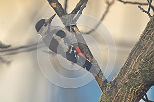 Male great spotted woodpecker on tree brunch