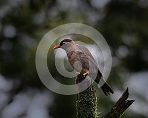 A male Great Thrush is very common throughout Ecuador now found in the Indian Sahyadri range